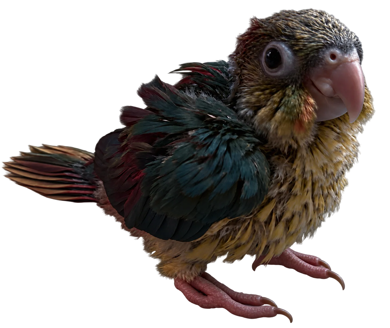 Sunny, a small green-and-yellow bird with a rosy tail and visible pink feet.